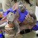 Illustration for article titled Nobody knows if this baby aardvark is a boy or a girl